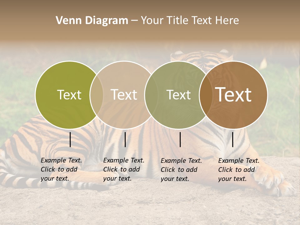 Tiger Sitting PowerPoint Template