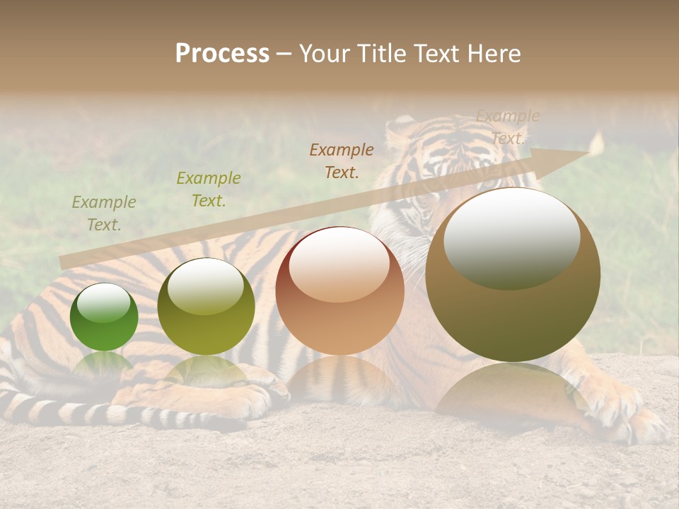 Tiger Sitting PowerPoint Template