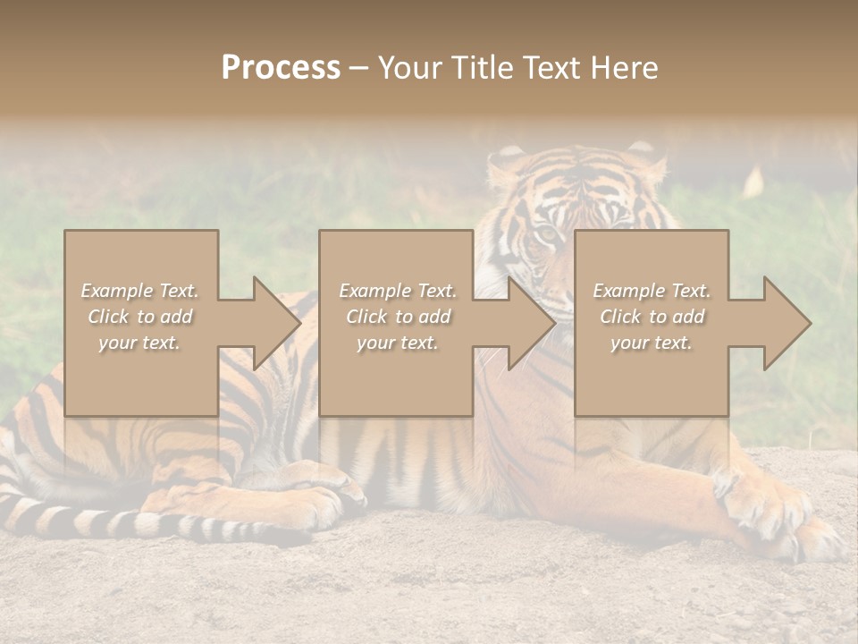 Tiger Sitting PowerPoint Template