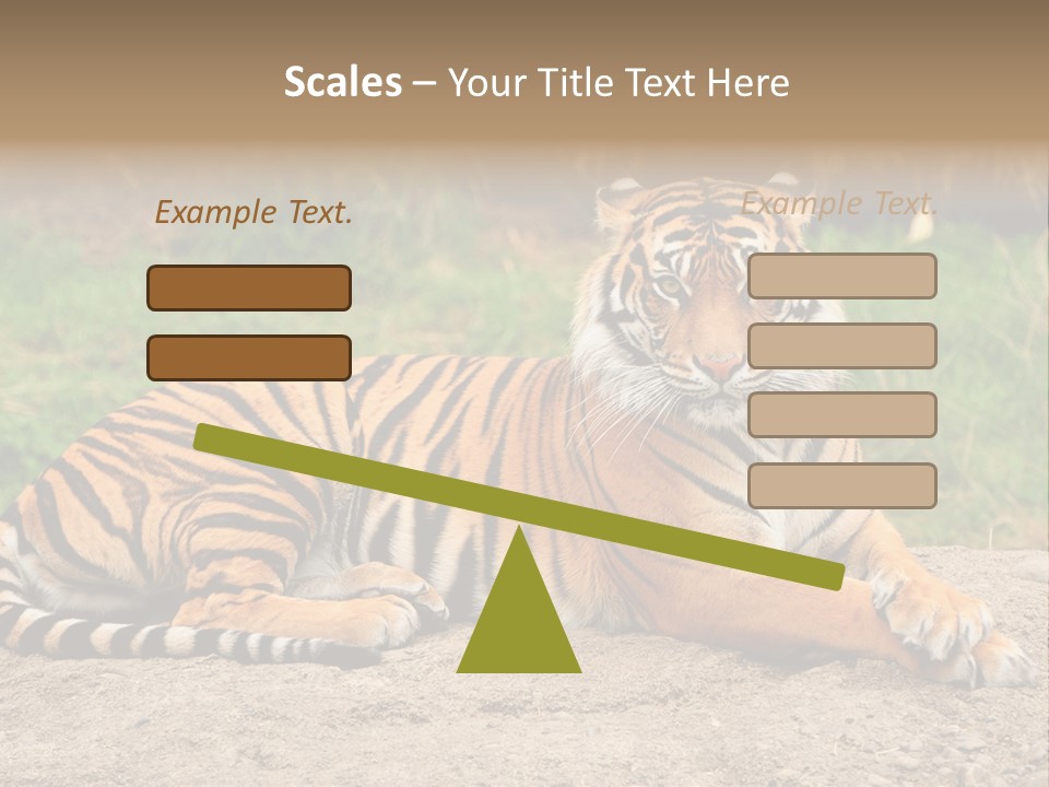 Tiger Sitting PowerPoint Template