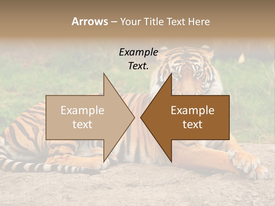 Tiger Sitting PowerPoint Template