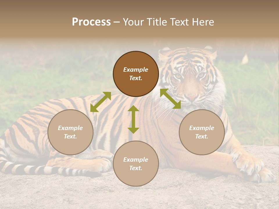 Tiger Sitting PowerPoint Template