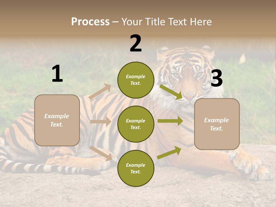 Tiger Sitting PowerPoint Template
