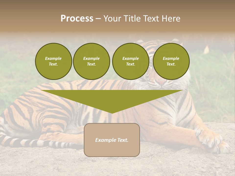 Tiger Sitting PowerPoint Template