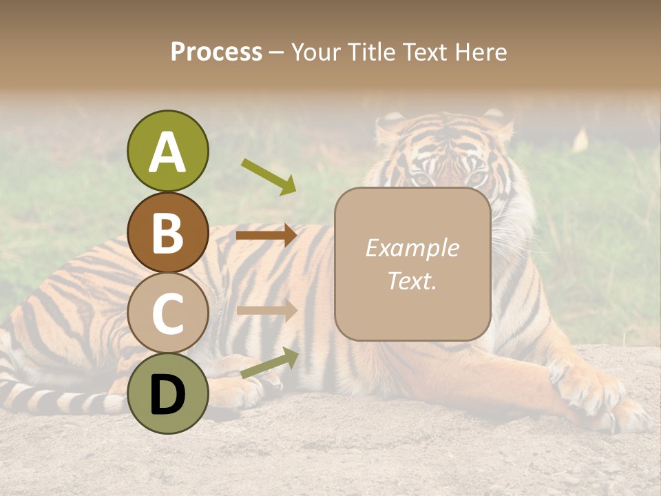 Tiger Sitting PowerPoint Template