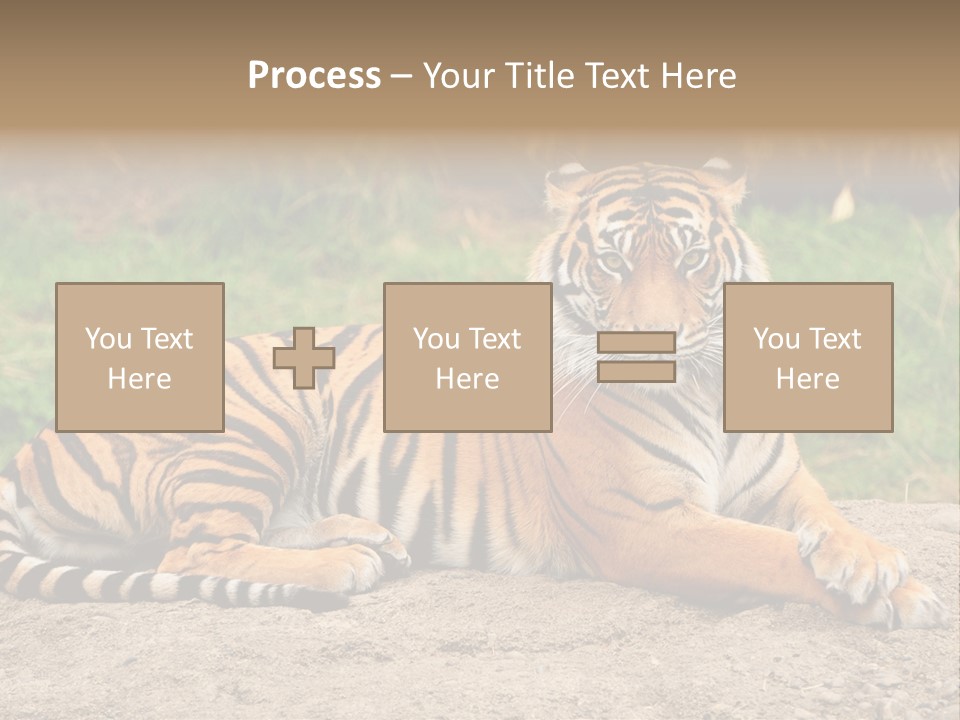 Tiger Sitting PowerPoint Template