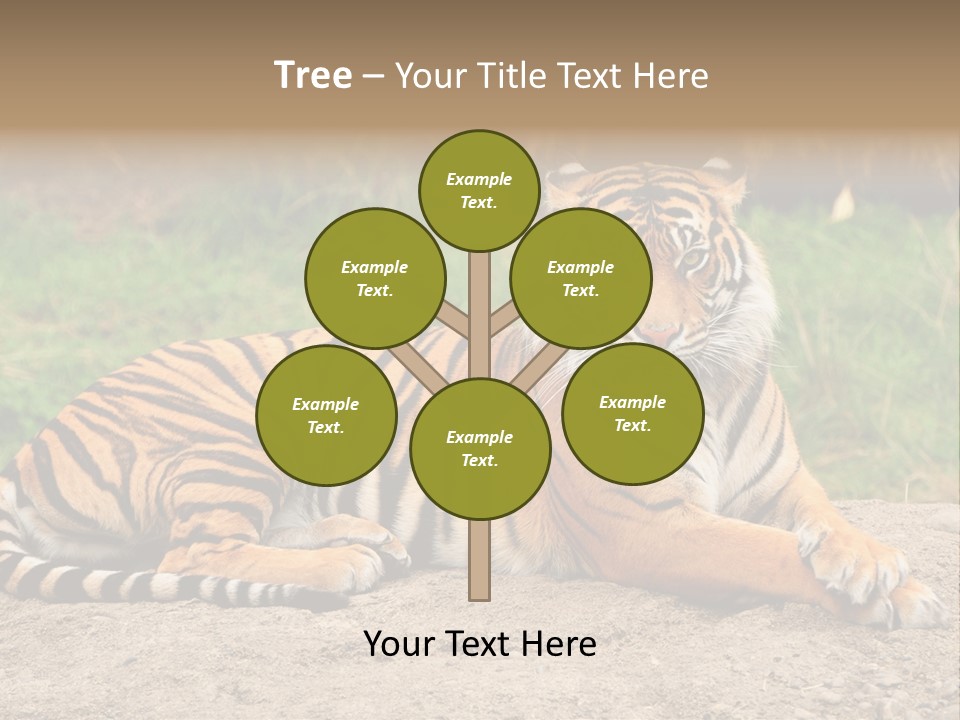 Tiger Sitting PowerPoint Template