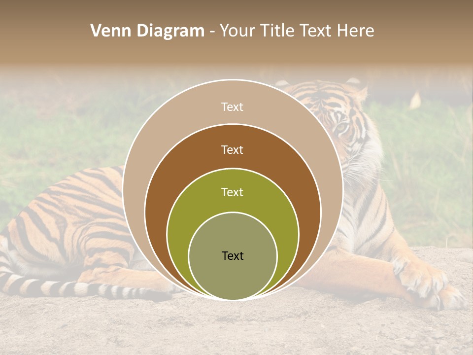Tiger Sitting PowerPoint Template