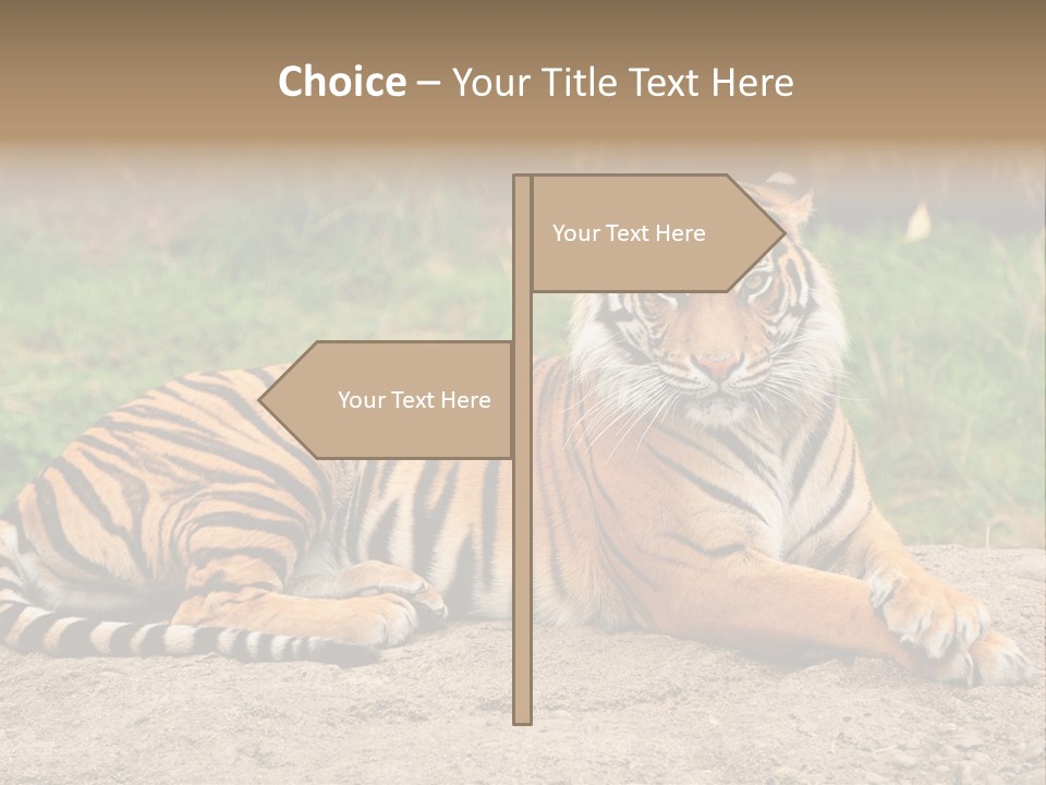 Tiger Sitting PowerPoint Template