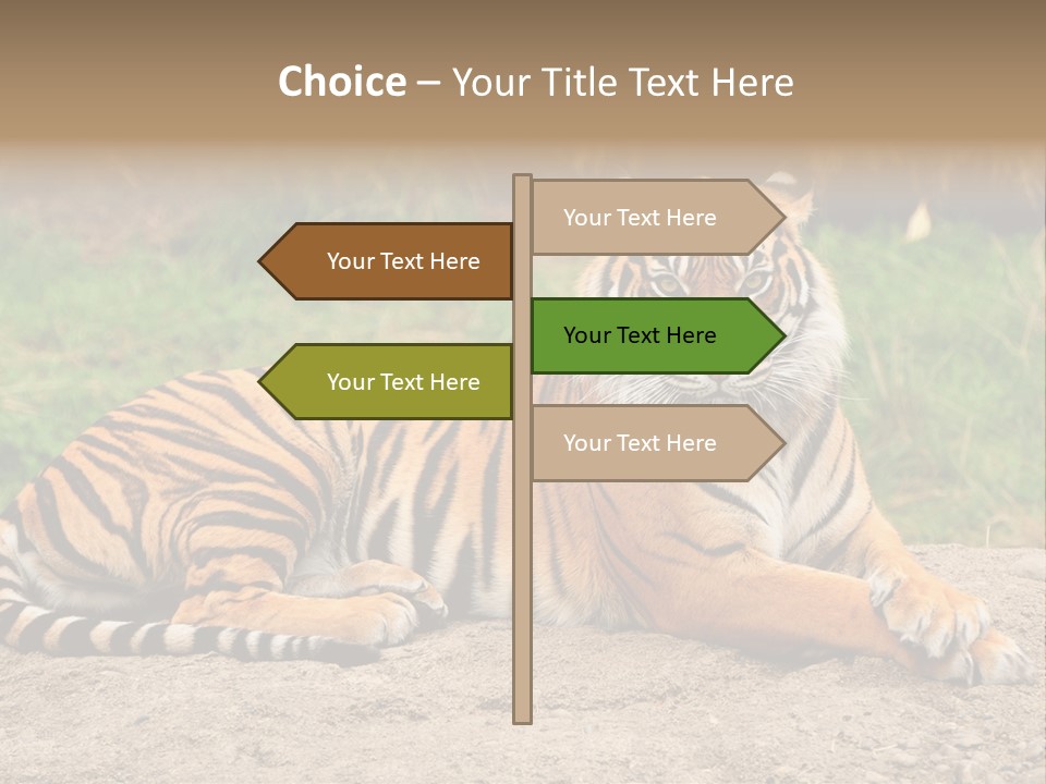 Tiger Sitting PowerPoint Template