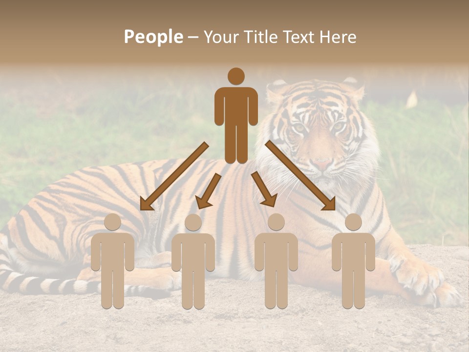 Tiger Sitting PowerPoint Template