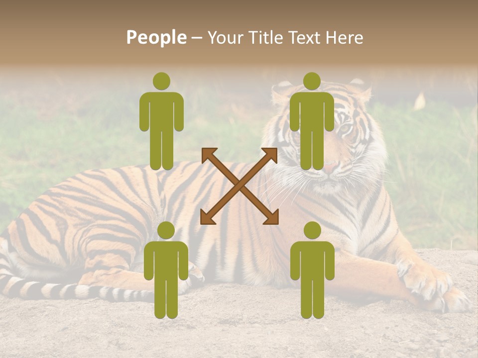 Tiger Sitting PowerPoint Template
