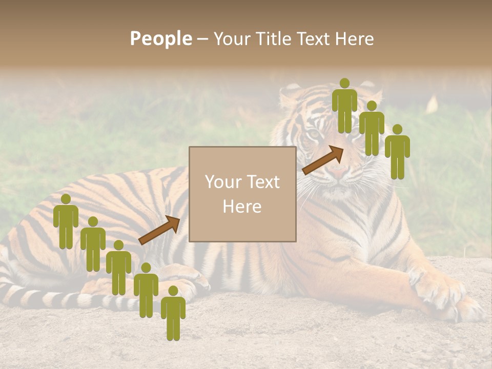Tiger Sitting PowerPoint Template