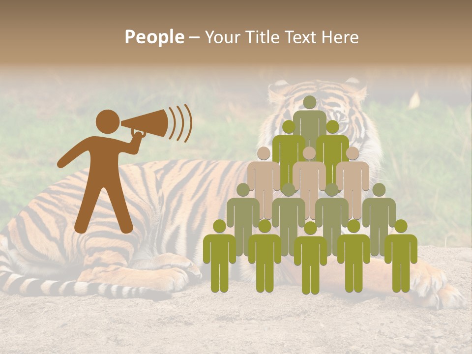 Tiger Sitting PowerPoint Template