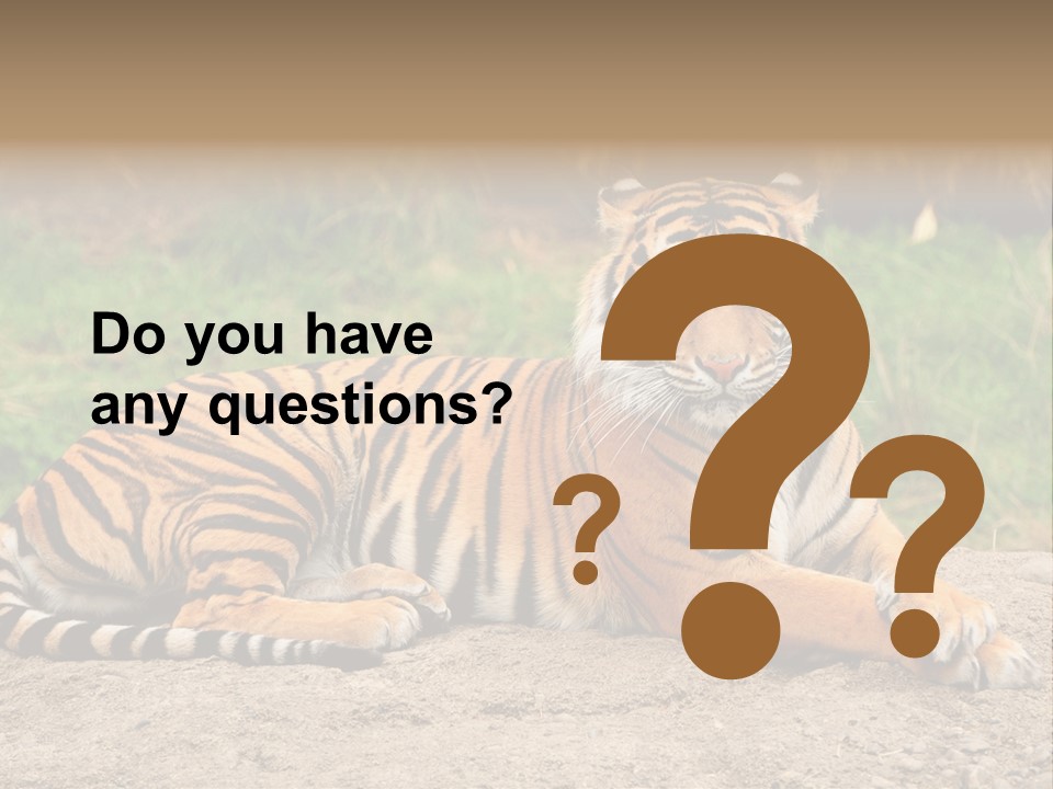 Tiger Sitting PowerPoint Template