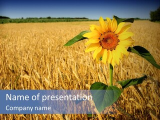 Wheat Sunflower PowerPoint Template