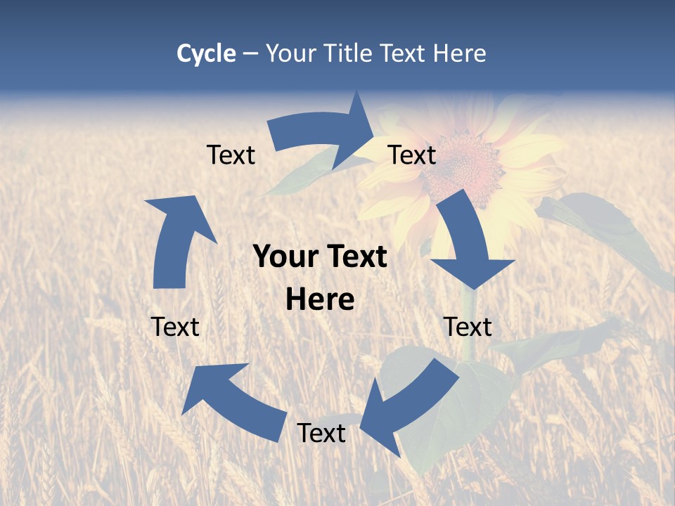 Wheat Sunflower PowerPoint Template