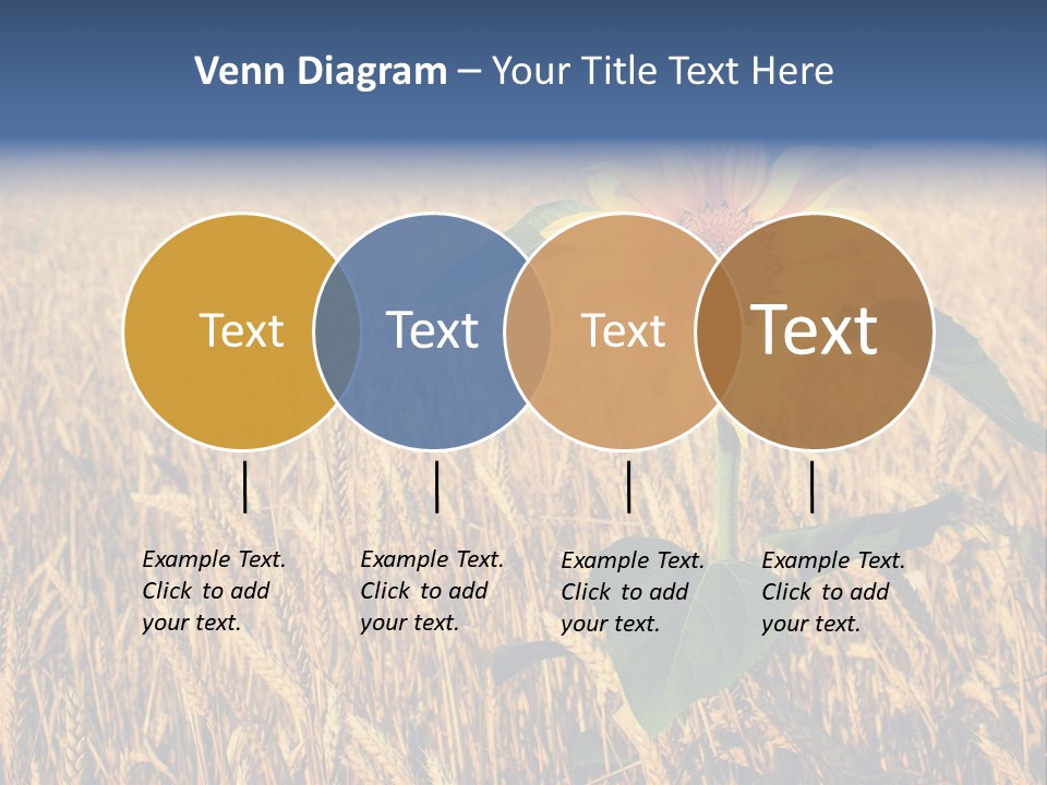 Wheat Sunflower PowerPoint Template