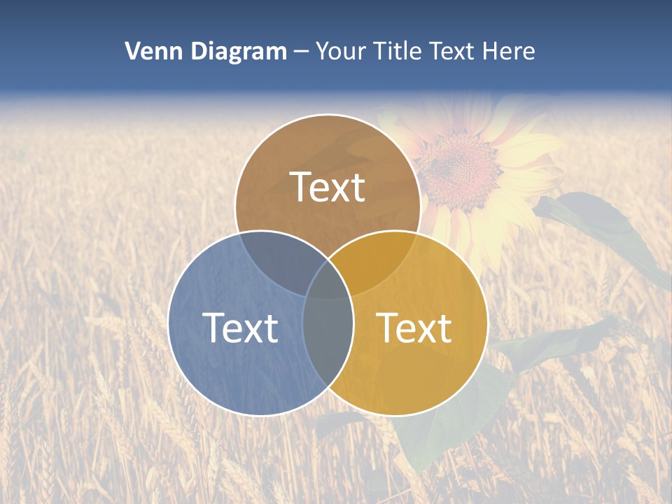 Wheat Sunflower PowerPoint Template