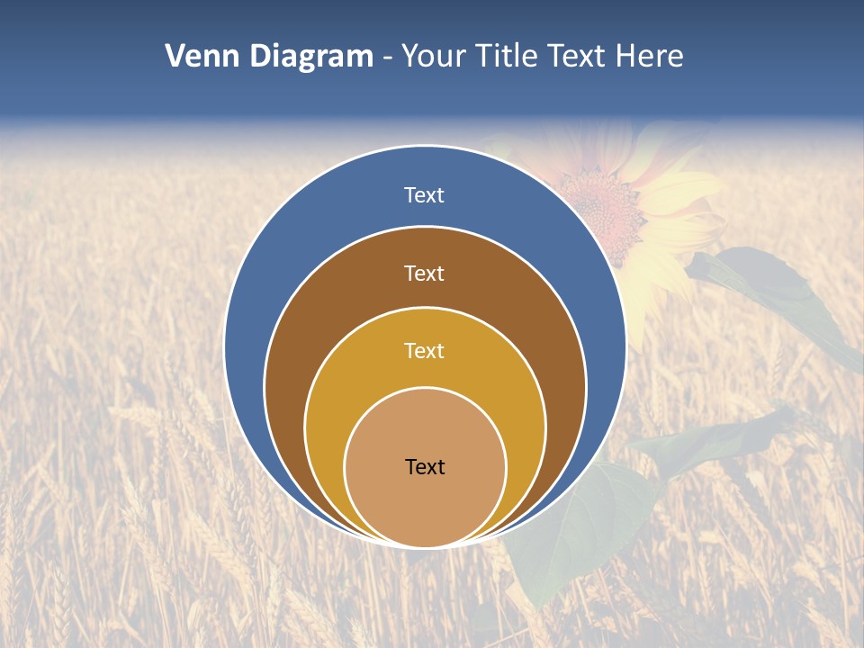 Wheat Sunflower PowerPoint Template