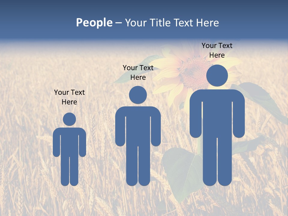 Wheat Sunflower PowerPoint Template