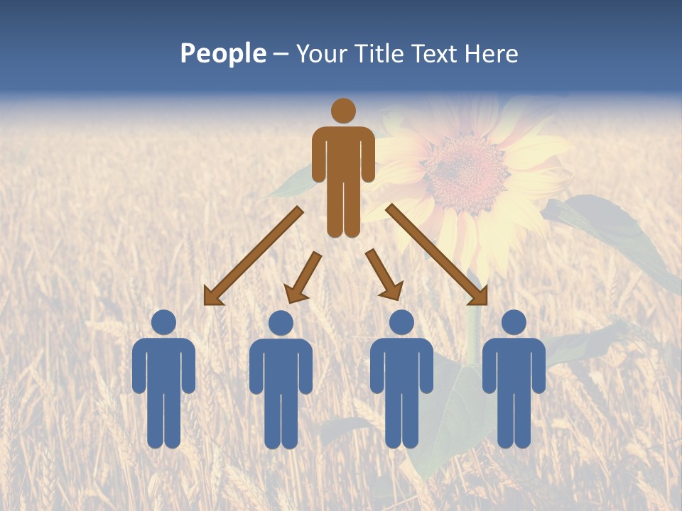 Wheat Sunflower PowerPoint Template