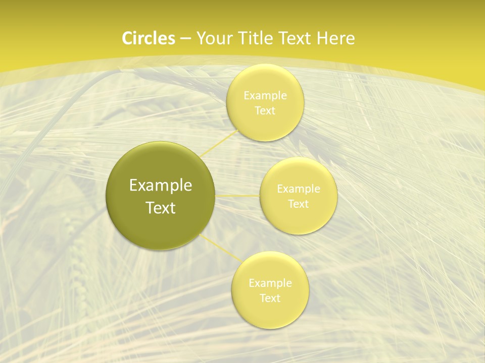 Wheat PowerPoint Template