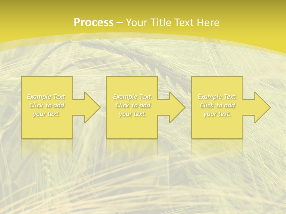 Wheat PowerPoint Template