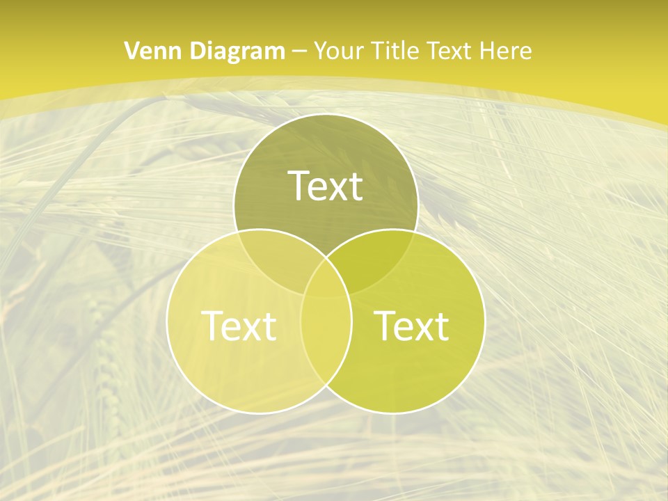 Wheat PowerPoint Template