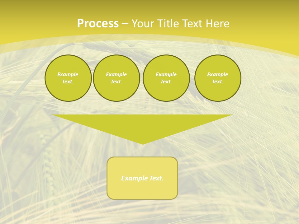 Wheat PowerPoint Template