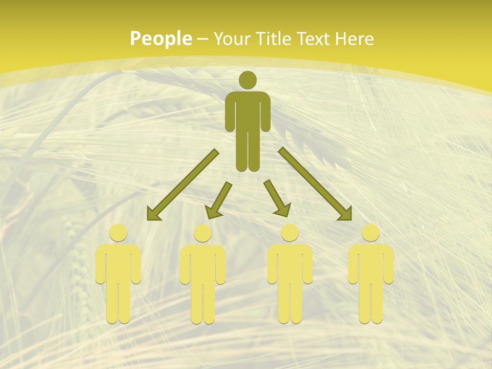 Wheat PowerPoint Template