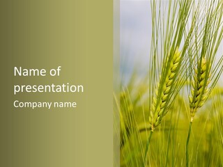 Wheat Background PowerPoint Template
