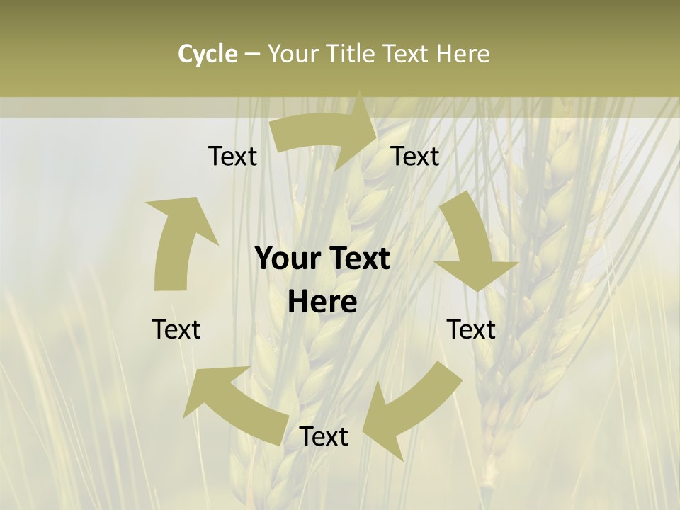 Wheat Background PowerPoint Template