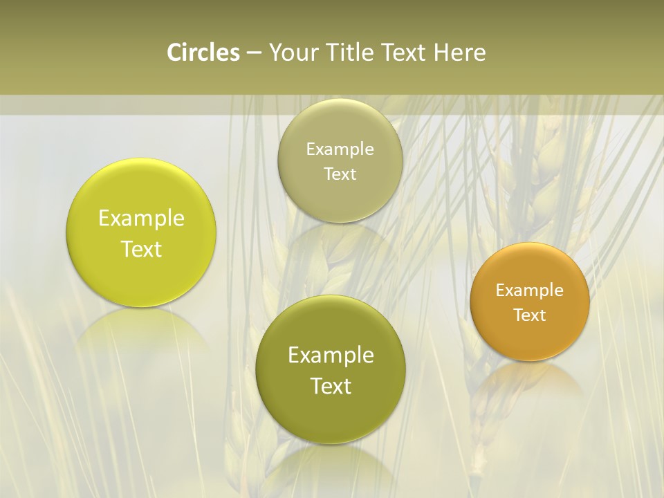 Wheat Background PowerPoint Template