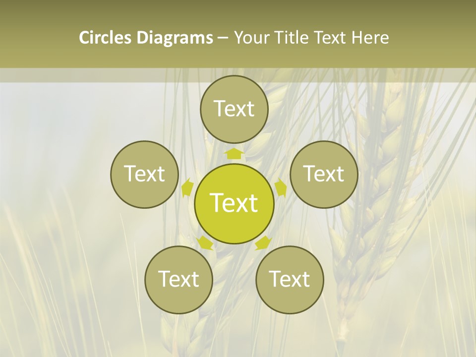 Wheat Background PowerPoint Template