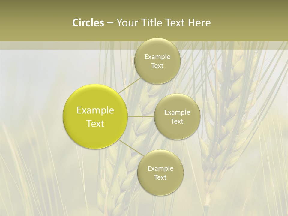 Wheat Background PowerPoint Template