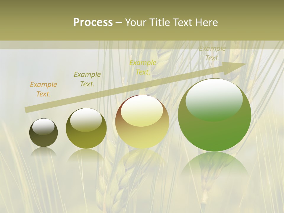 Wheat Background PowerPoint Template