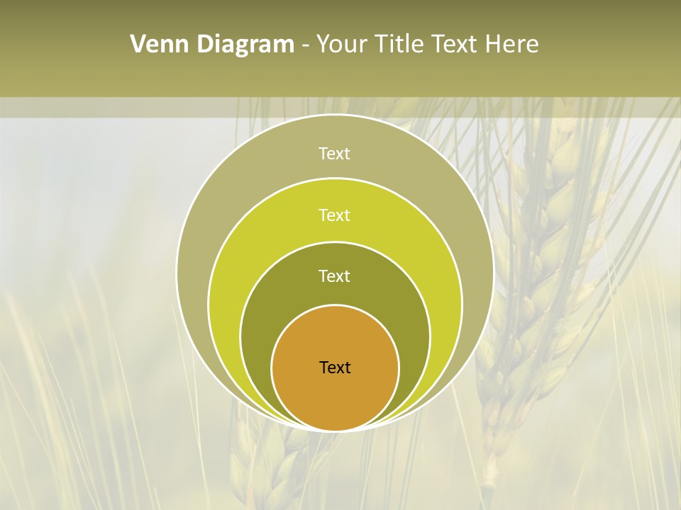 Wheat Background PowerPoint Template