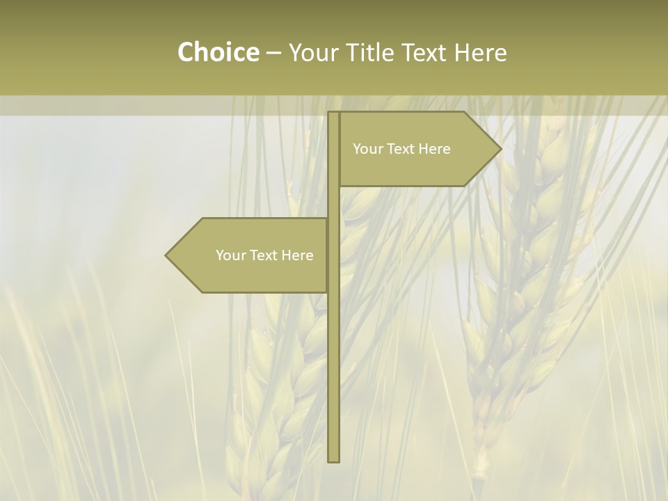 Wheat Background PowerPoint Template