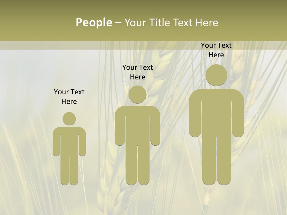 Wheat Background PowerPoint Template