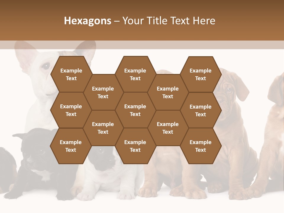 Pet Veterinary PowerPoint Template