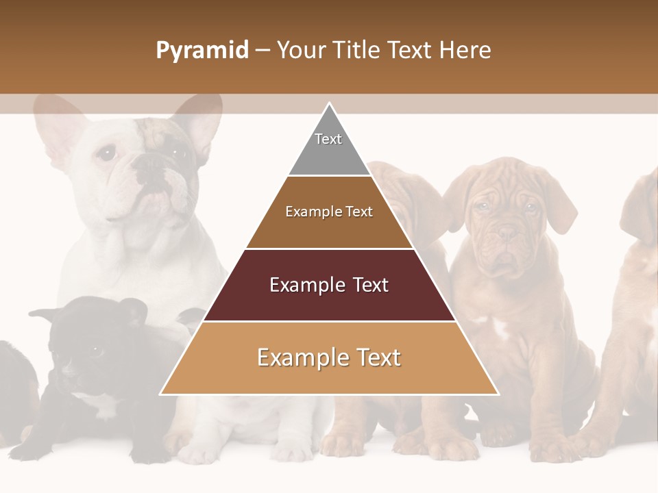 Pet Veterinary PowerPoint Template