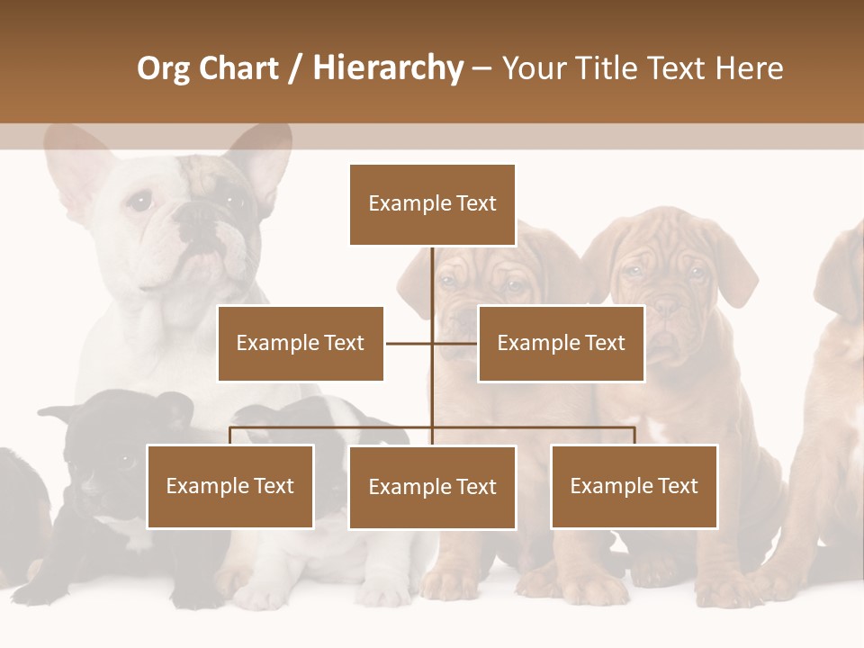 Pet Veterinary PowerPoint Template