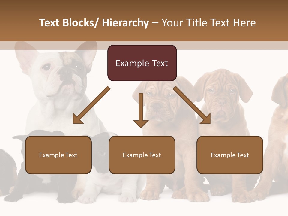 Pet Veterinary PowerPoint Template