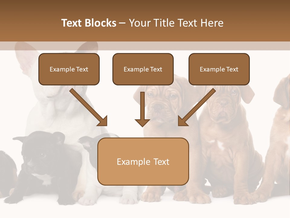 Pet Veterinary PowerPoint Template