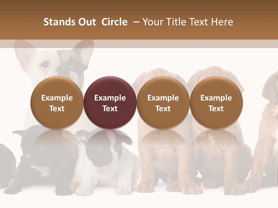 Pet Veterinary PowerPoint Template