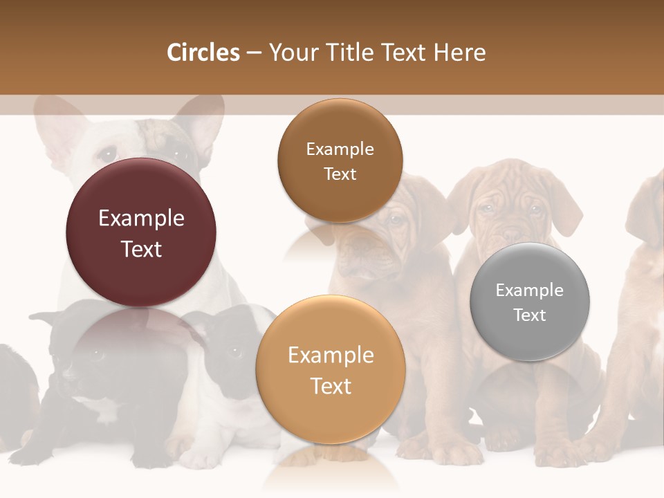 Pet Veterinary PowerPoint Template