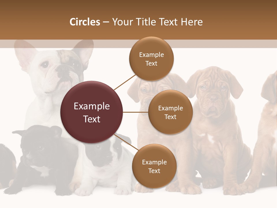 Pet Veterinary PowerPoint Template