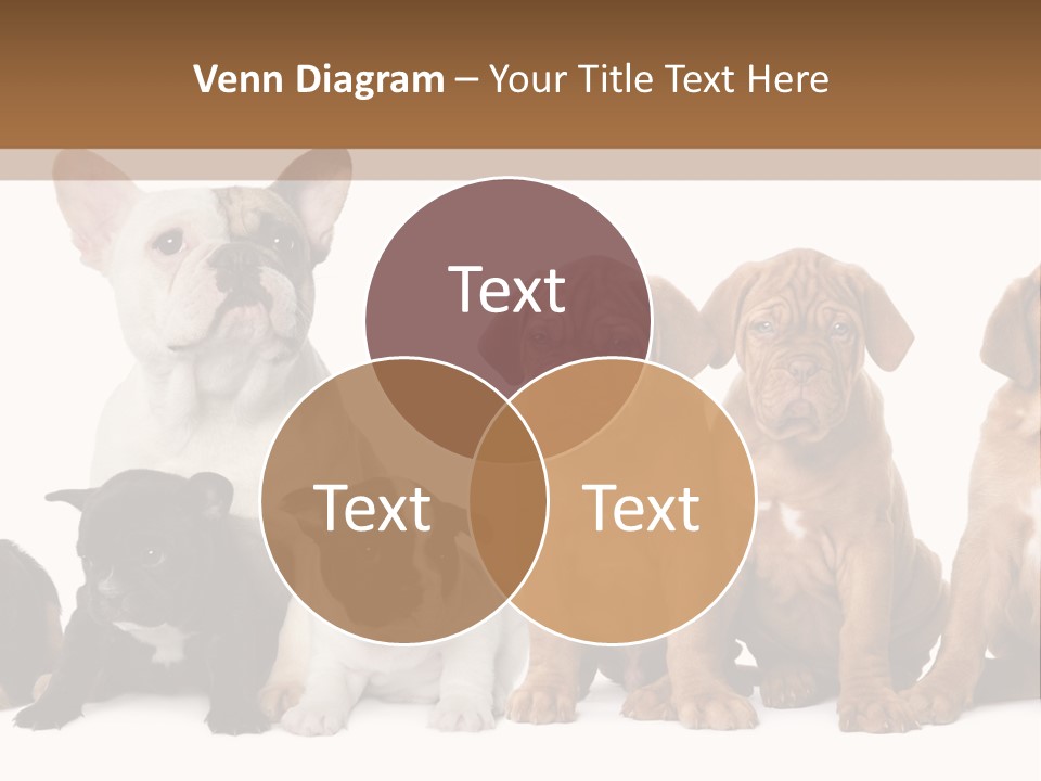 Pet Veterinary PowerPoint Template