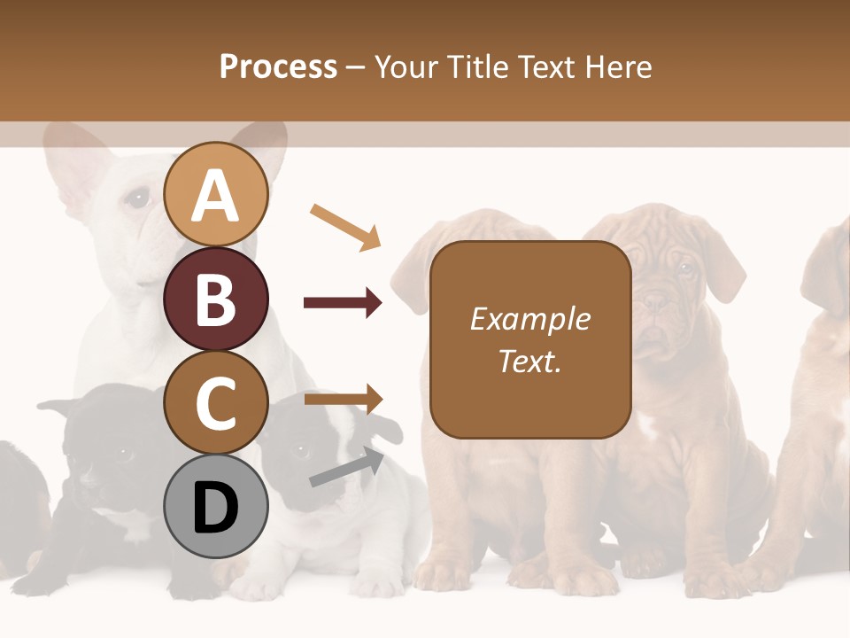 Pet Veterinary PowerPoint Template